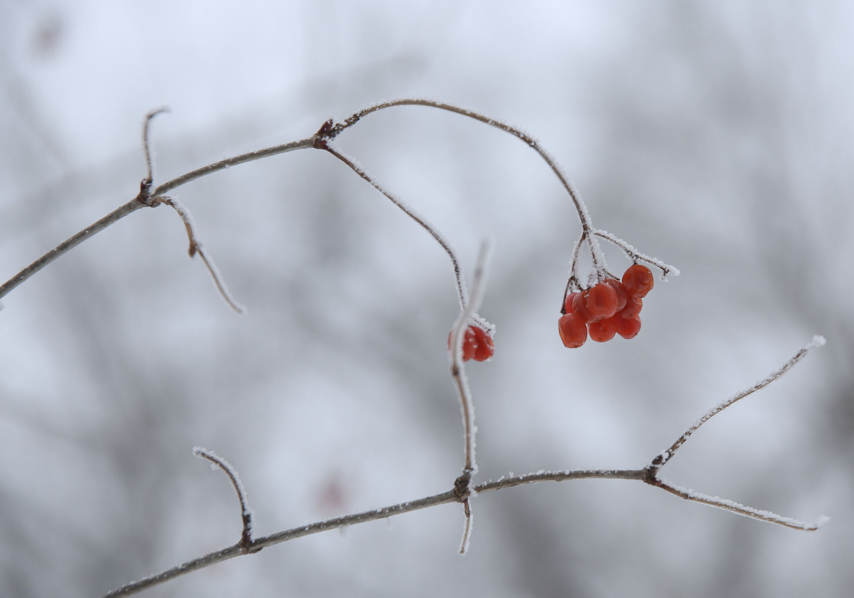 Frosty day - Feb. 2, 2020-13.jpg